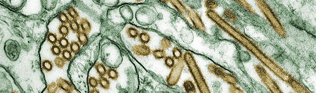 Virus Avian influenza A H5N1