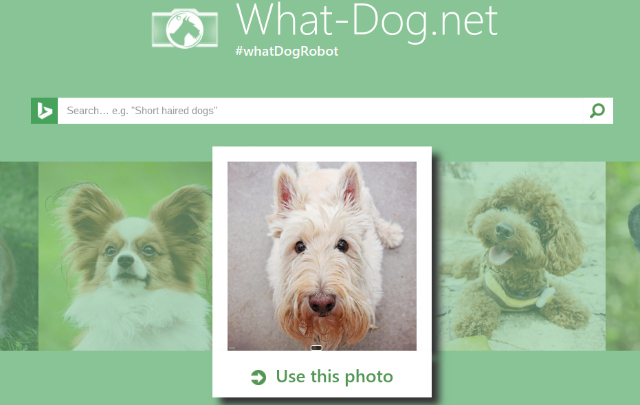 what-dog-net-tangkapan layar