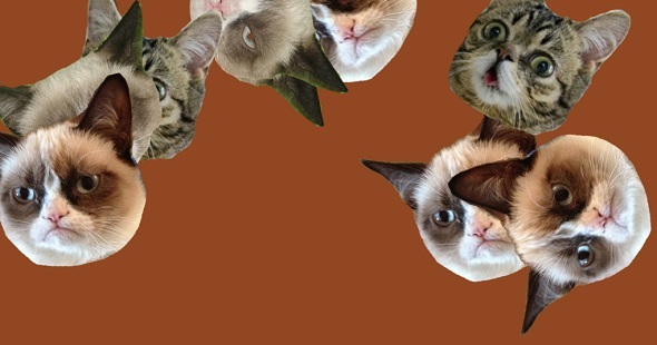 8 Situs Web Cat Purrfect Untuk Pencinta Feline menghadirkan animasi kucing