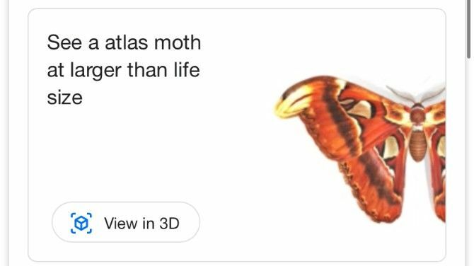 Google AR Cari Atlas Moth