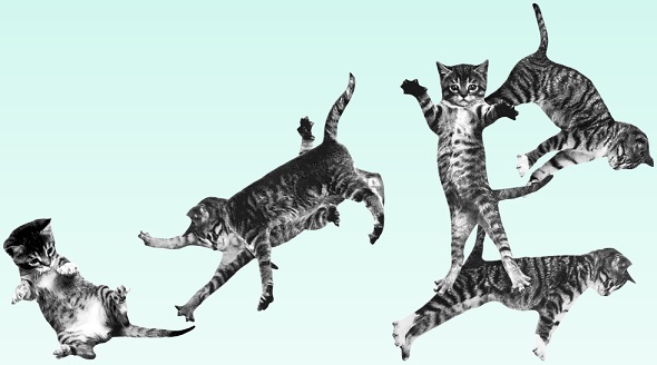 8 Situs Web Cat Purrfect Untuk Feline Lovers game bouncing kucing