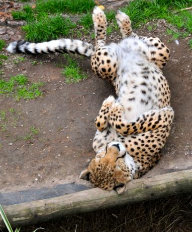 Playful Cheetah Berguling di Kotoran