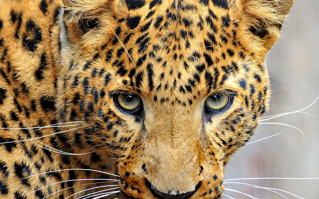Cheetah Liar Menutup Mata