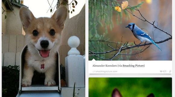 10 Tumblrs yang Mengagumkan & Menginspirasi Untuk Menambah Dasbor Anda BestTumblrs Animal Blog